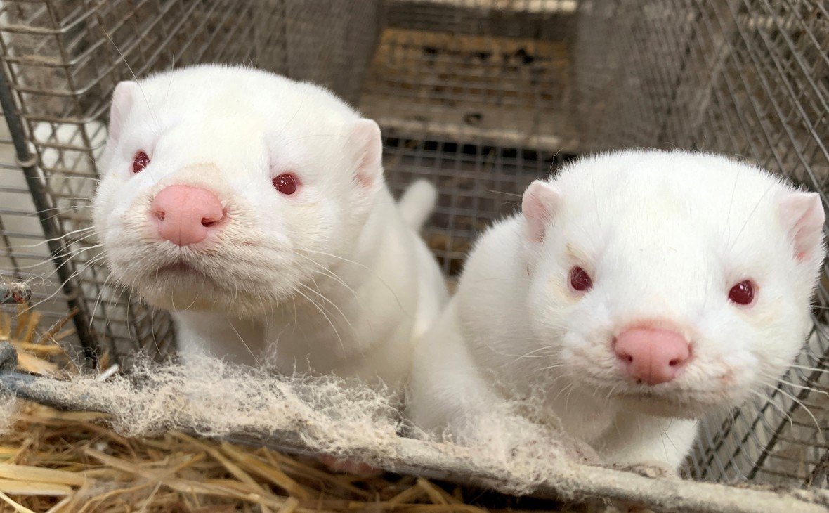 У Данії через коронавірус закривається найбільша в світі компанія з виробництва хутра