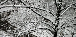 В Украине выпало до 8 см снега: синоптики назвали области, на которые обрушилась непогода     - today.ua