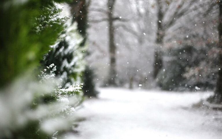 Погода в Украине на Новый год: народный синоптик рассказал, ждать ли снега   - today.ua