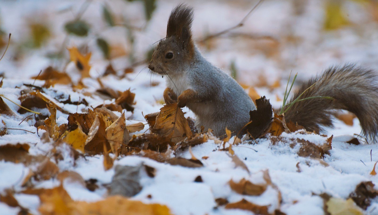 Синоптики розповіли, коли і де в Україні випаде перший сніг