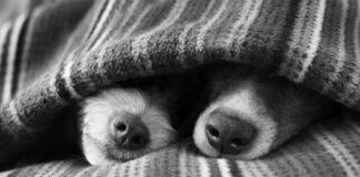 Названы породы собак, которые боятся холода и мерзнут даже в квартире - today.ua