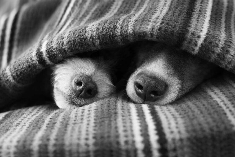 Названы породы собак, которые боятся холода и мерзнут даже в квартире - today.ua