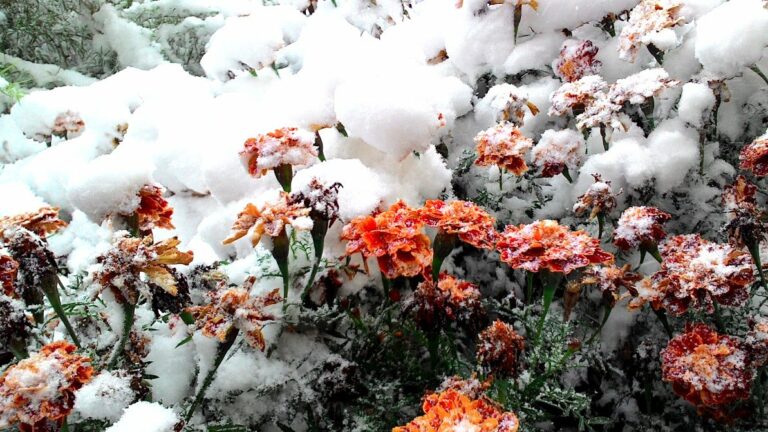 Зима в Україні почнеться вже на цьому тижні: синоптики попередили про непогоду - today.ua
