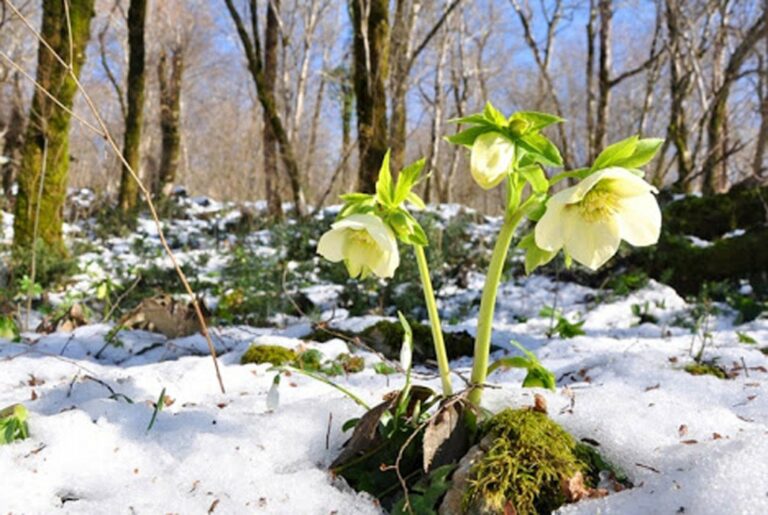 Чим порадує погода наступного тижня: весна нагадає, що вона не за горами - today.ua