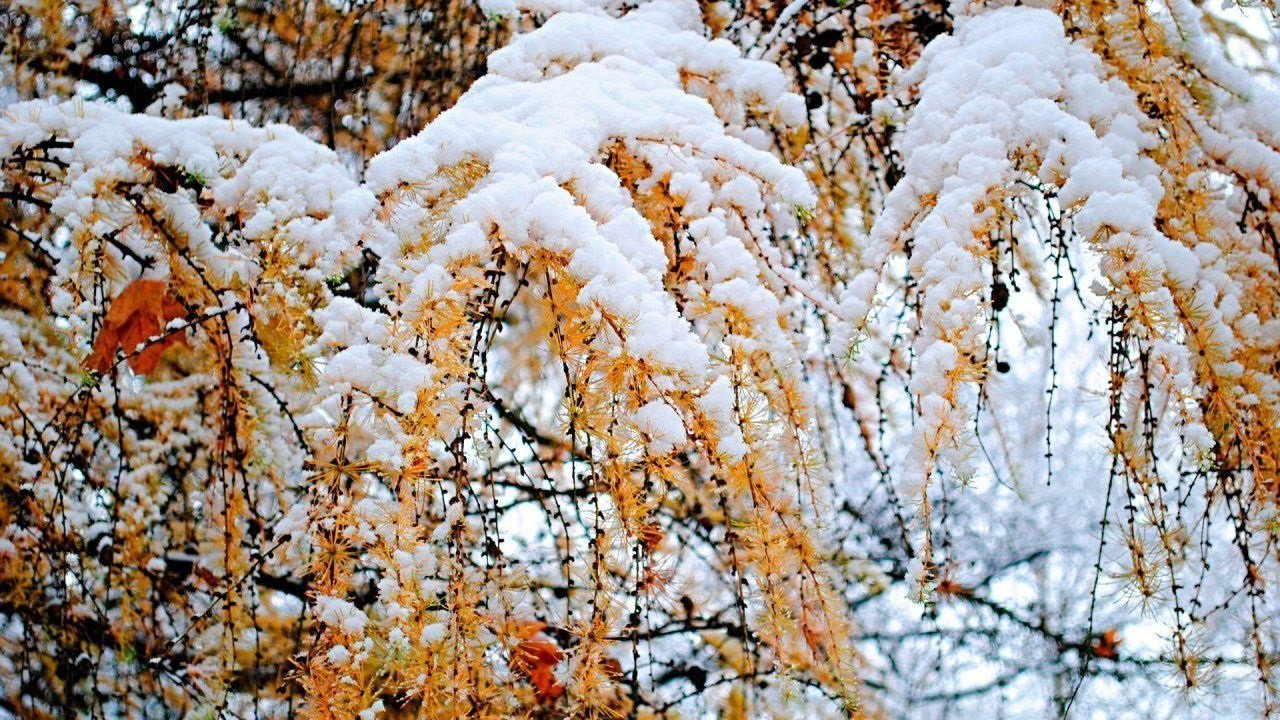 Украину ненадолго накроют снегопады: прогноз погоды на декабрь от Николая Кульбиды