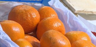 Кари єгипетські: в Україну завезли отруєні мандарини - today.ua