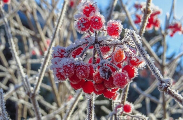 В Украине похолодает до -14 градусов: прогноз погоды до конца недели от Гидрометцентра - today.ua