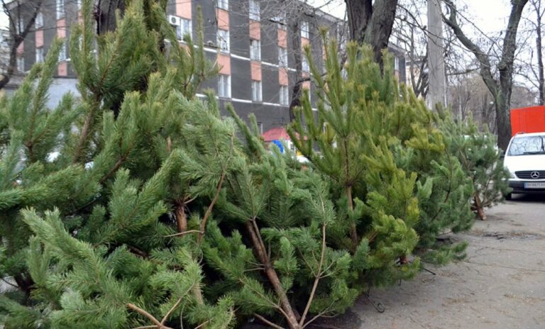 Елочный базар 2020: о ценах на новогодние елки и сосны рассказали в Гослесагентстве - today.ua