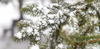 В Україну йде циклон зі снігопадами і штормовим вітром: синоптики розповіли про погоду на католицьке Різдво - today.ua