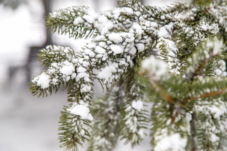 В Украину идет циклон со снегопадами и штормовым ветром: синоптики рассказали о погоде на католическое Рождество - today.ua