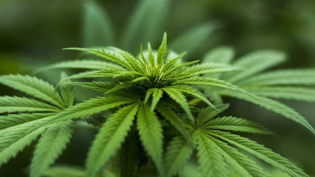 Митрополит Епіфаній не проти легалізації марихуани: “Якщо це буде дозволено…“