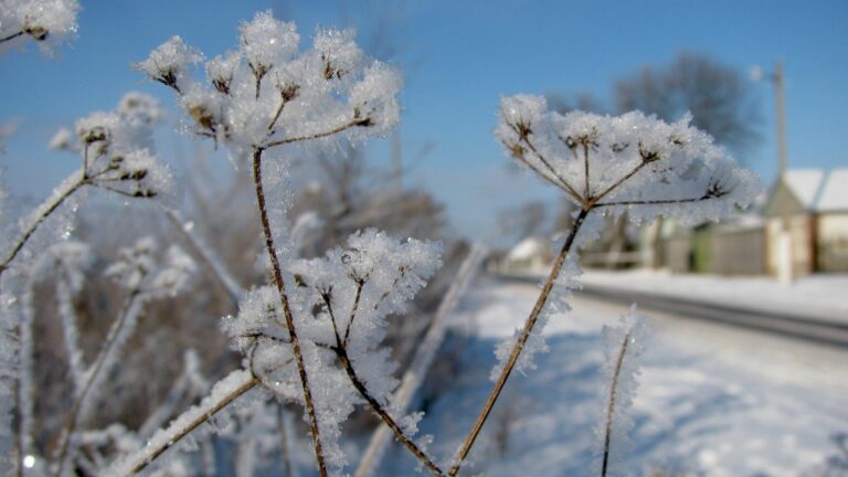 Погода на ближайшие дни: в Украину идет лютый холод и мороз до -15 градусов - today.ua