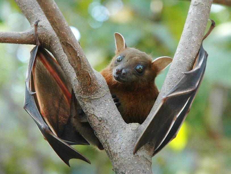 В Китае выявили новые виды коронавируса, которые передаются людям от животных