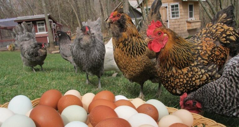 Никакого “расизма“: специалисты рассказали о разнице между коричневыми и белыми яйцами - today.ua