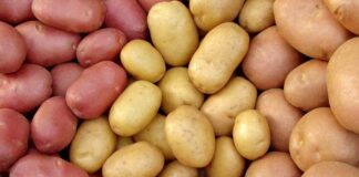 В Україні зросли ціни на картоплю: в якому регіоні найнижча вартість овоча - today.ua