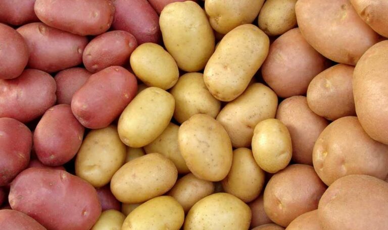 В Украине цены на картофель растут в опережение всех прогнозов - today.ua
