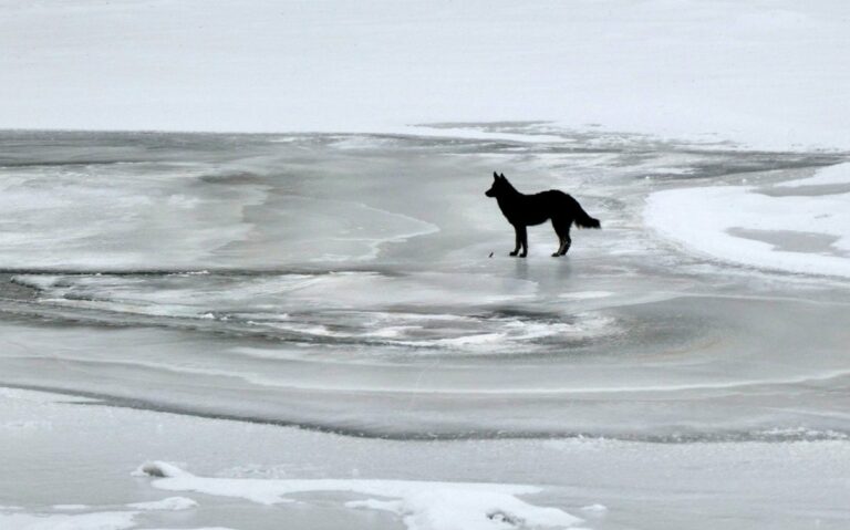 У Києві зняли на відео порятунок собаки, що провалився під лід - today.ua