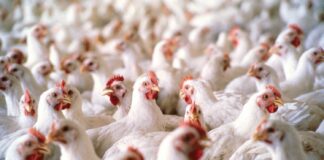 В Украине остановилось производство курятины: что происходит на одном из самых мощных производителей этого продукта - today.ua