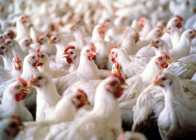 Через відключення електроенергії в Україні прогнозують різке скорочення продуктів птахівництва: ціни на яйця і курятину зростуть - today.ua