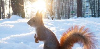 Прогноз погоди на лютий: синоптики розповіли, як зміниться клімат в останній місяць зими - today.ua