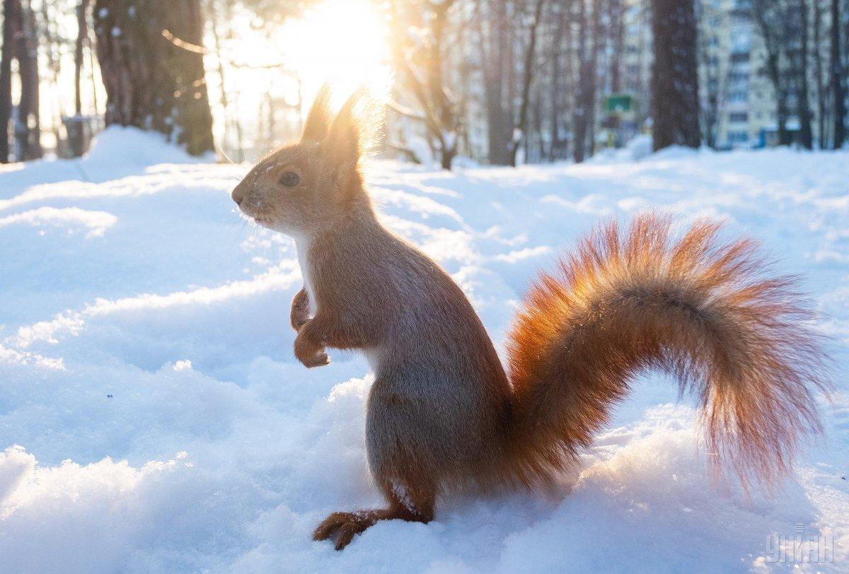Прогноз погоди на лютий: синоптики розповіли, як зміниться клімат в останній місяць зими - today.ua