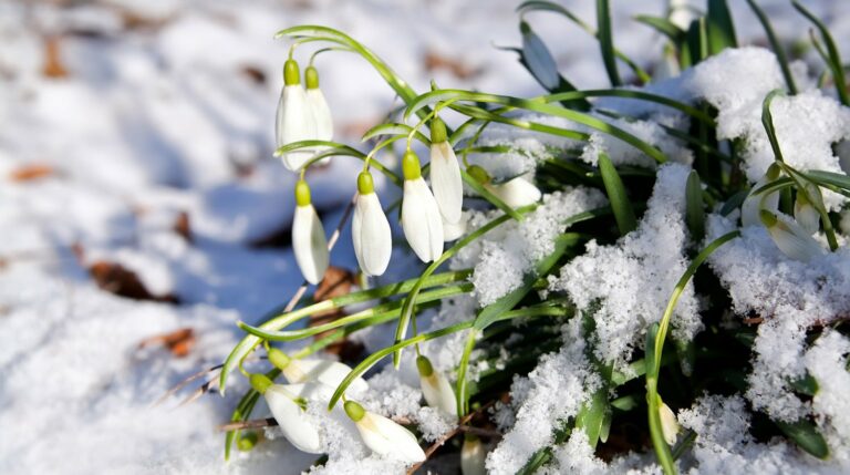 Прогноз погоди на березень в Україні: синоптики прогнозують продовження теплої зими з дощами - today.ua