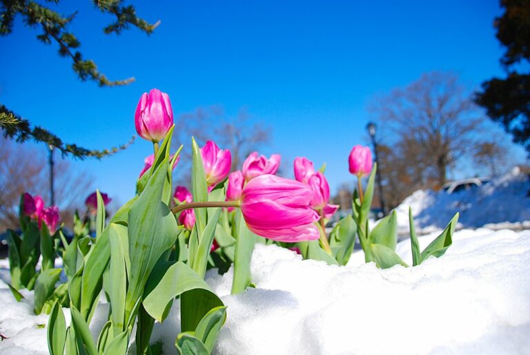 Синоптики розповіли про погоду на 8 березня: в Україні пройдуть дощі та вдарять морози - today.ua