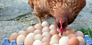 В Україні знову злетять ціни на яйця: названі приголомшливі цифри - today.ua