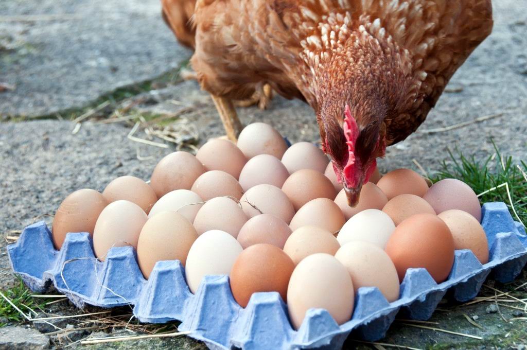 Ціни на яйця в Україні доганяють європейські: скільки коштує продукт в Німеччині, Польщі та інших країнах 