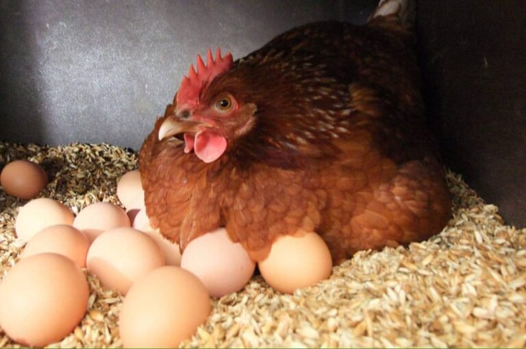 Цены на яйца начали расти: сколько будет стоить десяток к Новому году - today.ua