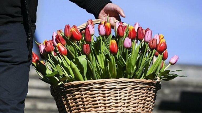 Квіти на 8 Березня за знаком Зодіаку: який букет подарувати жінці - today.ua