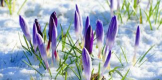 Погода на 8 березня: в ряді областей України пройдуть дощі і мокрий сніг - today.ua