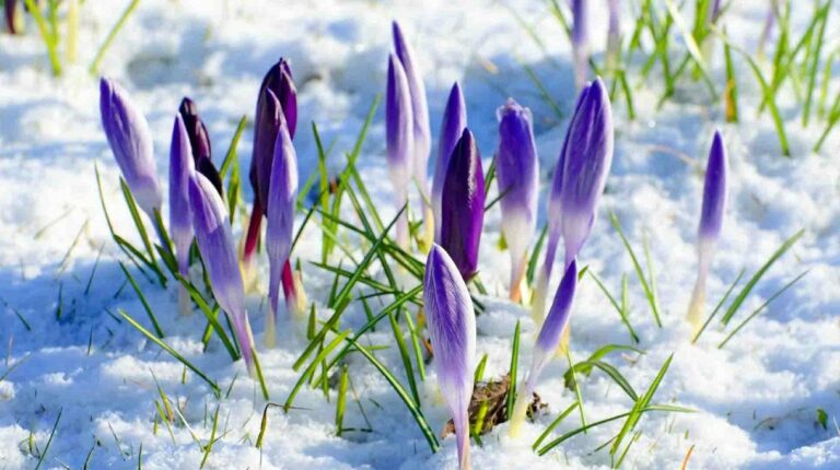 Погода на 8 марта: в ряде областей Украины пройдут дожди и мокрый снег - today.ua