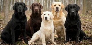 ТОП-4 самых лучших охотничьих пород собак в мире - today.ua