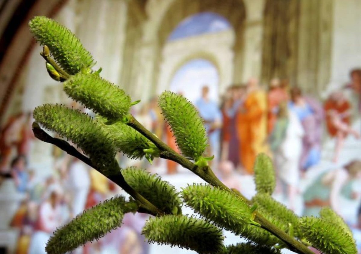 Вербное воскресенье 2021: ограничения, которые будут действовать для верующих