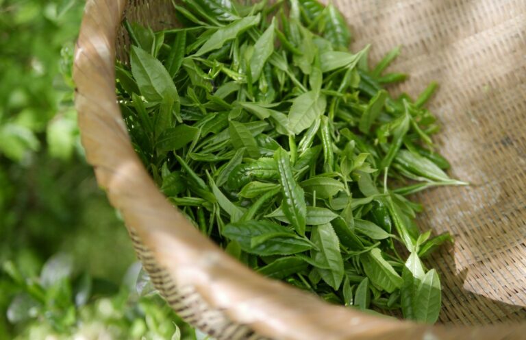 Ученые рассказали, почему зеленый чай опасен для женщин - today.ua