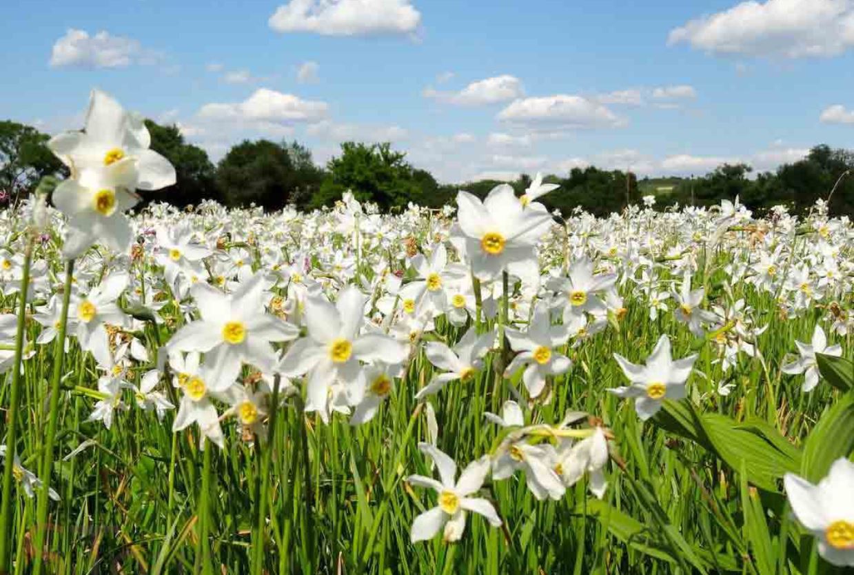 На Закарпатье дотла сгорела известная Долина нарциссов