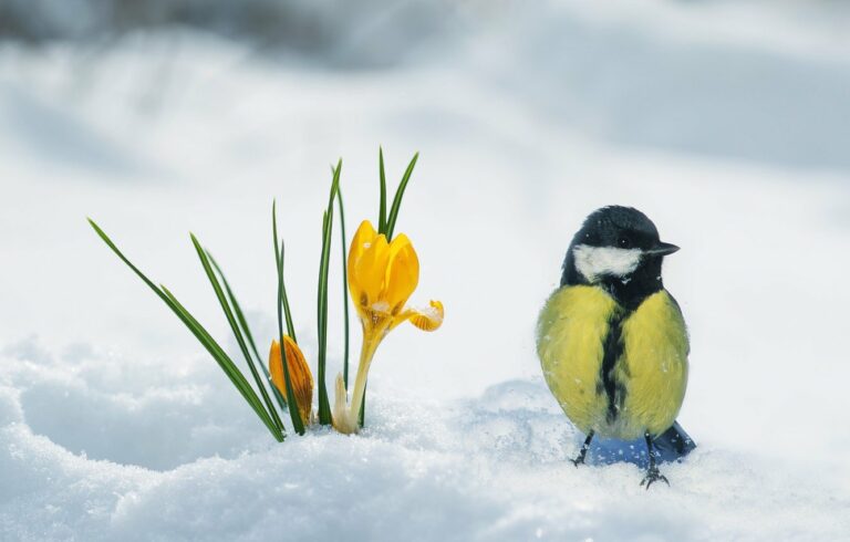 Україну в кінці березня накриють снігопади: синоптики назвали дату похолодання - today.ua