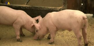 Украина теряет свиноводство: импорт мяса увеличился в 3,5 раза - today.ua
