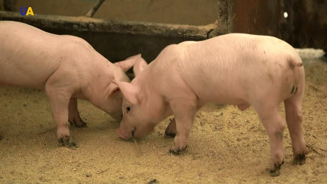 В Україні обіцяють знизити ціну на свинину, проте у німців вона все одно дешевша - today.ua
