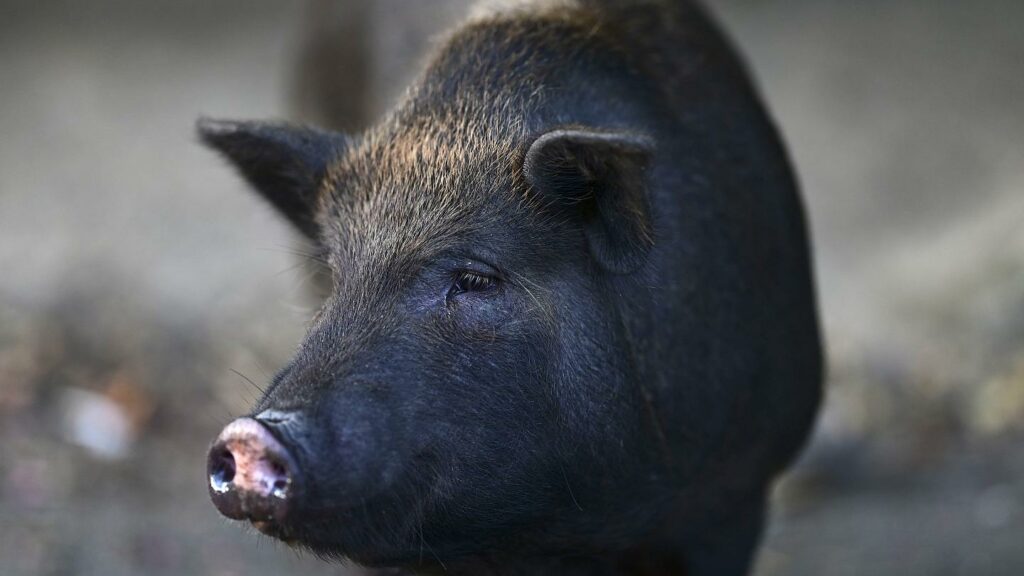 В Украине начали падать цены на свинину