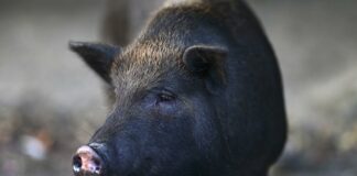 Ціни на свинину будуть зростати: названі основні причини зникнення свиней в Україні - today.ua