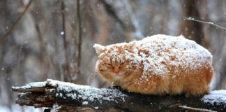 В Україну повернуться снігопади і заморозки: прогноз погоди від Наталки Діденко - today.ua