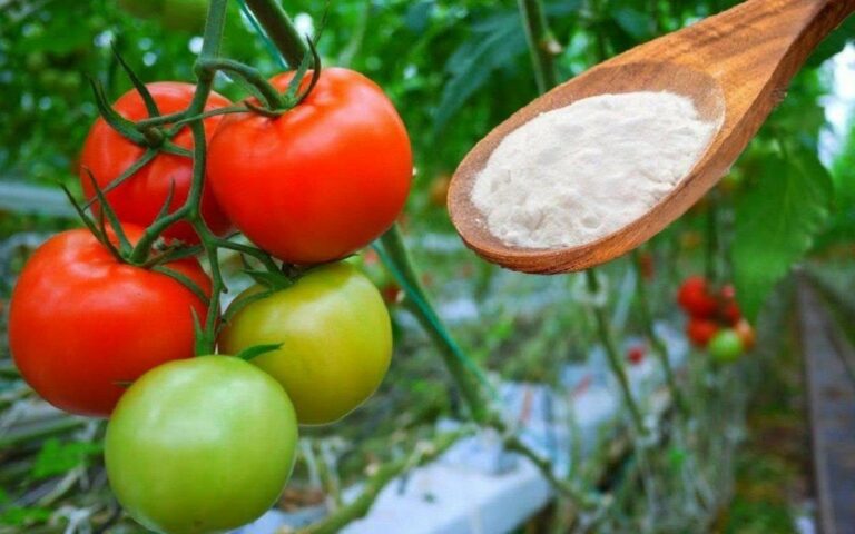 Харчова сода допоможе отримати багаті врожаї смачних і солодких помідорів - today.ua