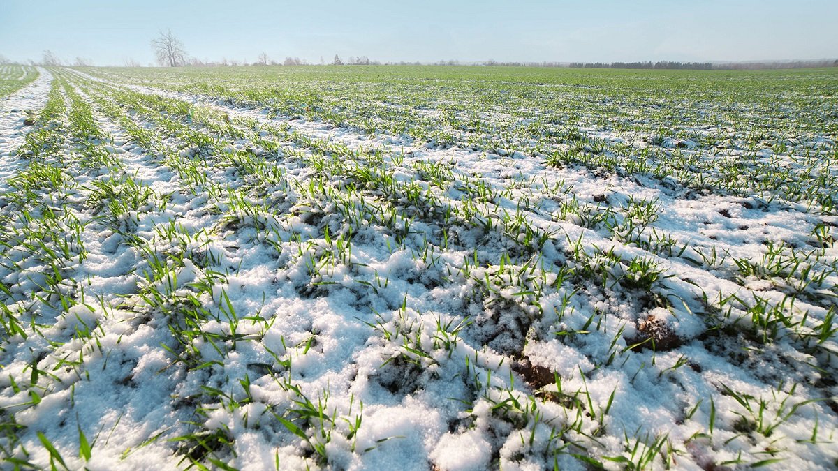 Метеорологи рассказали, как весенние заморозки и снегопады повлияют на урожайность зерновых в Украине