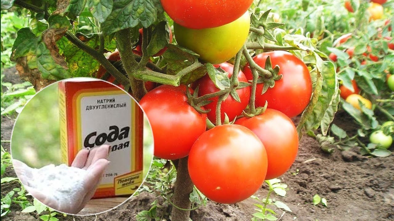 Пищевая сода поможет получить богатые урожаи вкусных и сладких помидоров