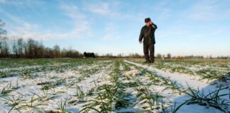 Метеорологи розповіли, як весняні заморозки і снігопади вплинуть на врожайність зернових в Україні - today.ua