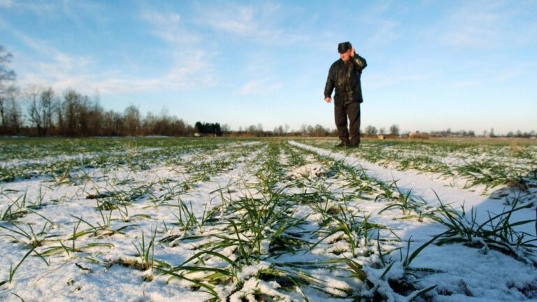 Метеорологи розповіли, як весняні заморозки і снігопади вплинуть на врожайність зернових в Україні - today.ua