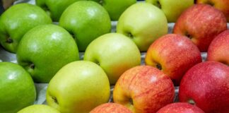 Украина наращивает импорт яблок в Африку, несмотря на рост цен на собственном рынке - today.ua