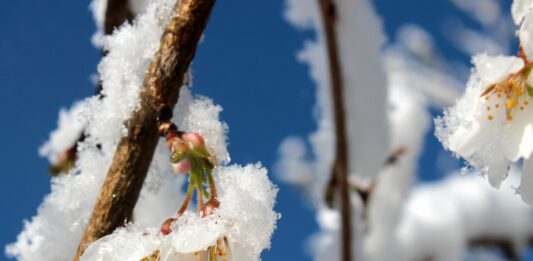 В Україну на вихідних прийдуть сильні заморозки: синоптики попередили про негоду перед Великоднем - today.ua